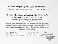 Fomitiporia robusta image